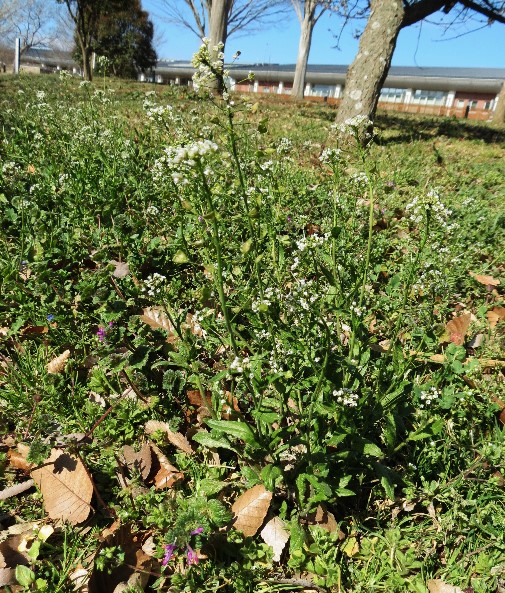 霞ヶ浦自然観察会 茨城県霞ケ浦環境科学センター