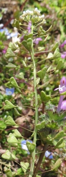 霞ヶ浦自然観察会 茨城県霞ケ浦環境科学センター