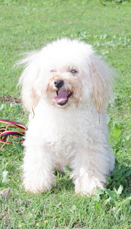 ダンシングガールオブラプラタジェイピー