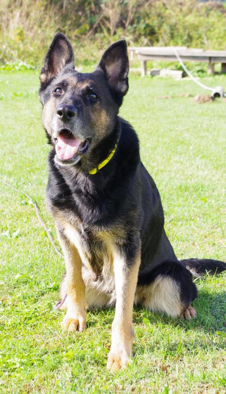 ドリーフォンデァフースシュプーァ