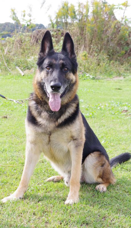 ドンフォムアインスエーベンハイト