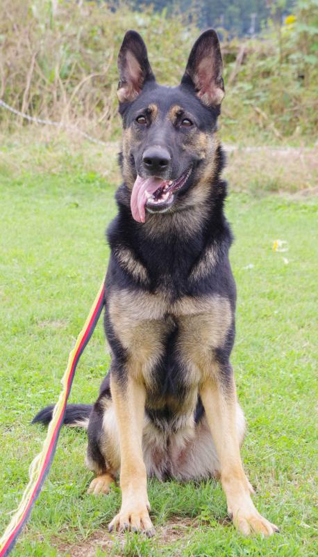 ハッシーオブウィンドフロムサザンシー