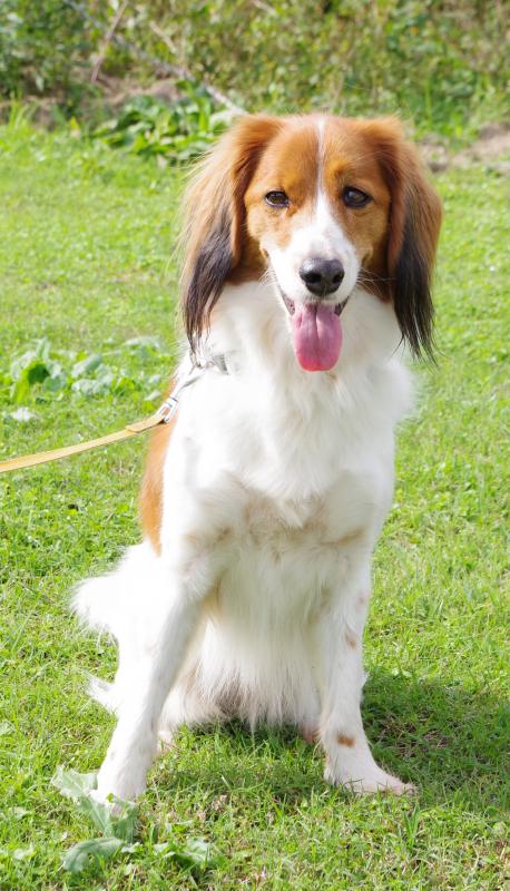 ハナチャンオブキョウトトライサンバーストジェイピー