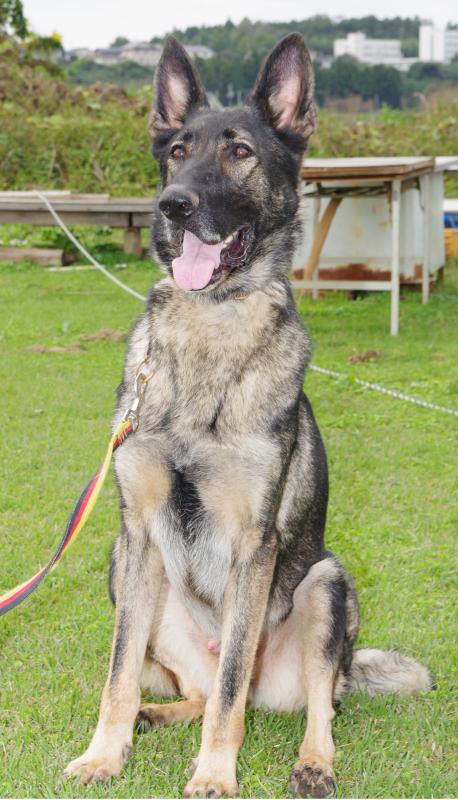 バロンフォンハチノヘサトー