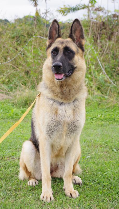 ビジューフォンTYツクバ