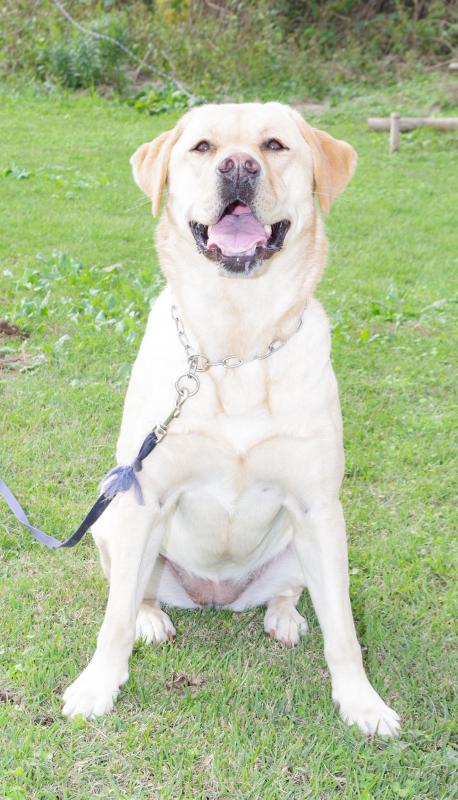 マリーオブケイジサカエジェイピー