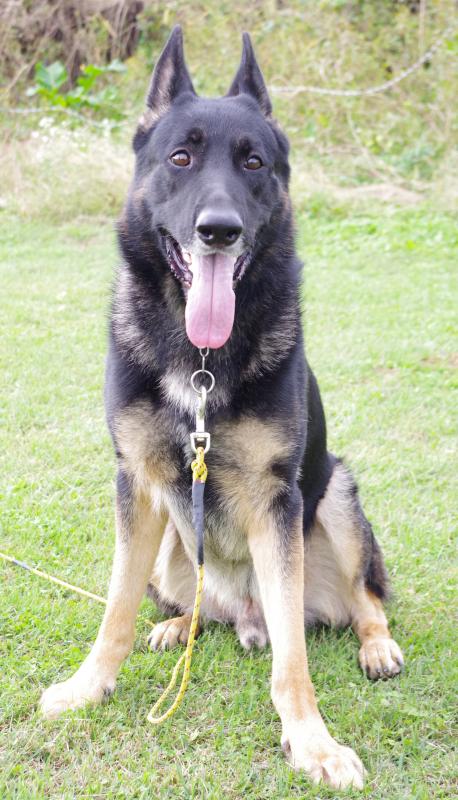 ヨーゼフオブブループレイン