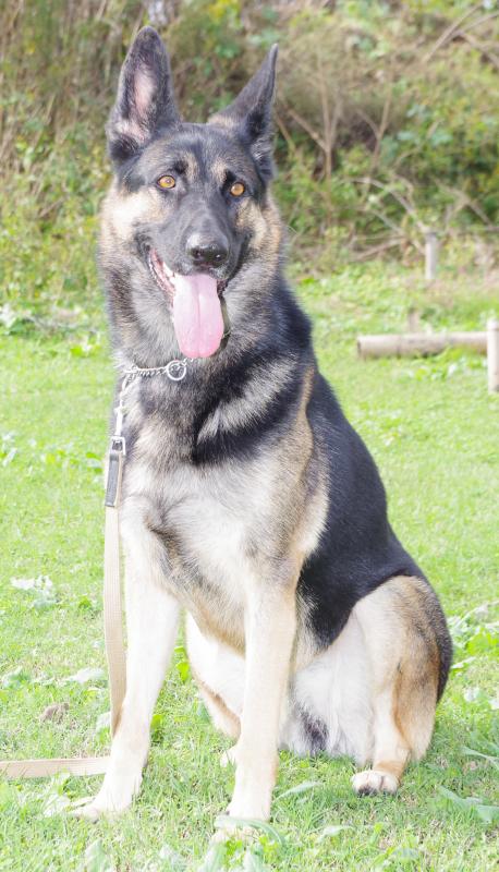 ランオブドーケシソウ