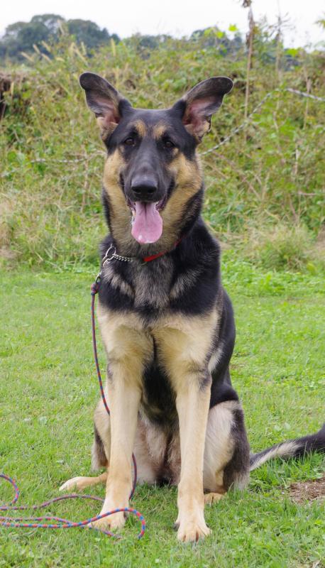 リリーオブウラワブレイブハート