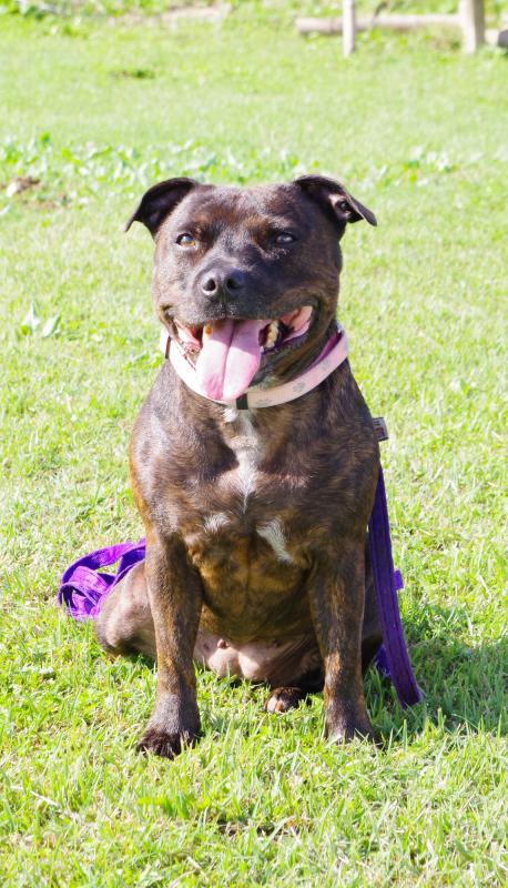 リリーオブスワロフスキーエイチ&エイジェイピー