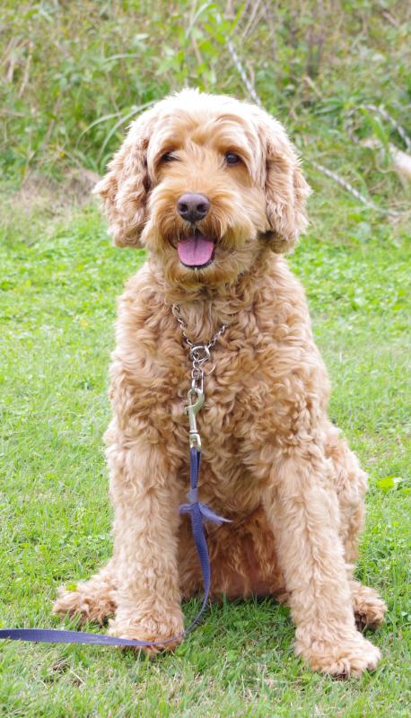 レイクウッドガーデンアイリスBジェニー