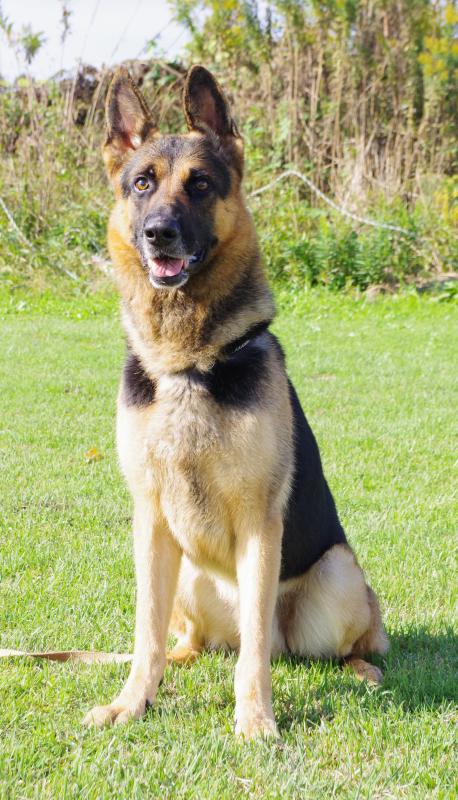 レオナルドフォントーキョーシゲル