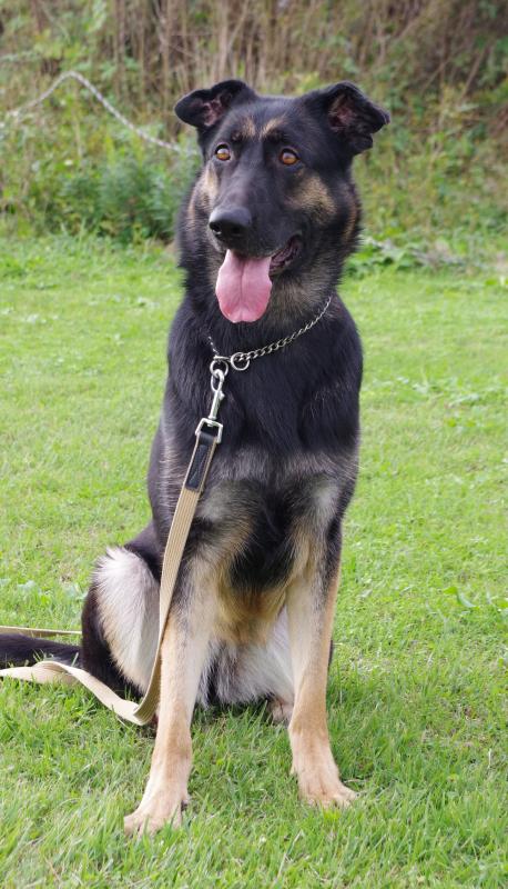 リンオブドーケシソウ