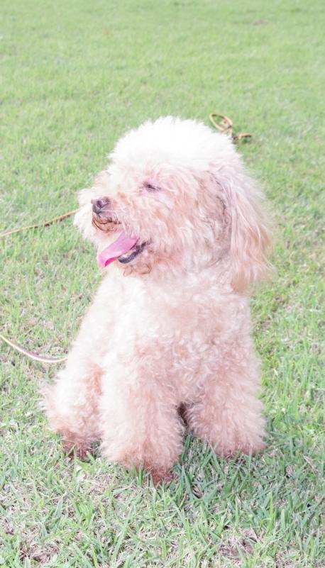 エディオブクロードヴェッヒジェイピー