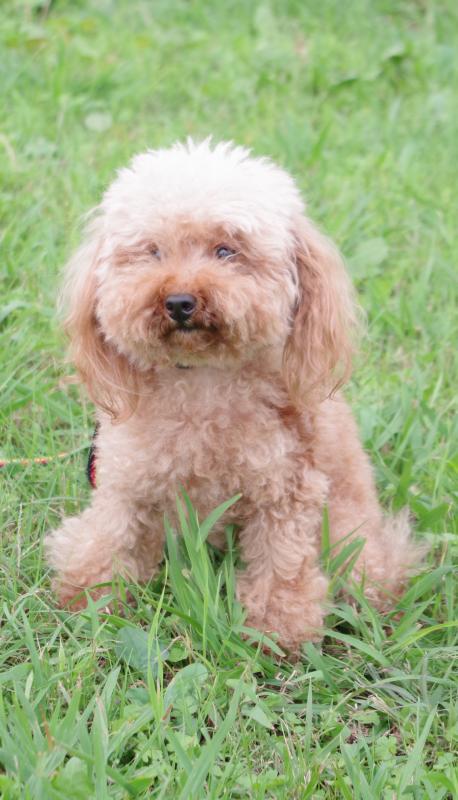 エリーオブクロードヴェッヒジェイピー