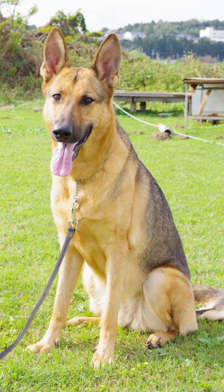 グレアフォムハイメリヒ