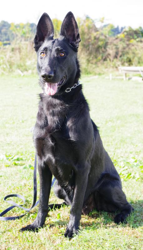 ジジオブサラロブスタ