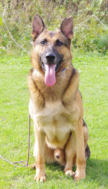 ダイスケフォンクラインラリマー